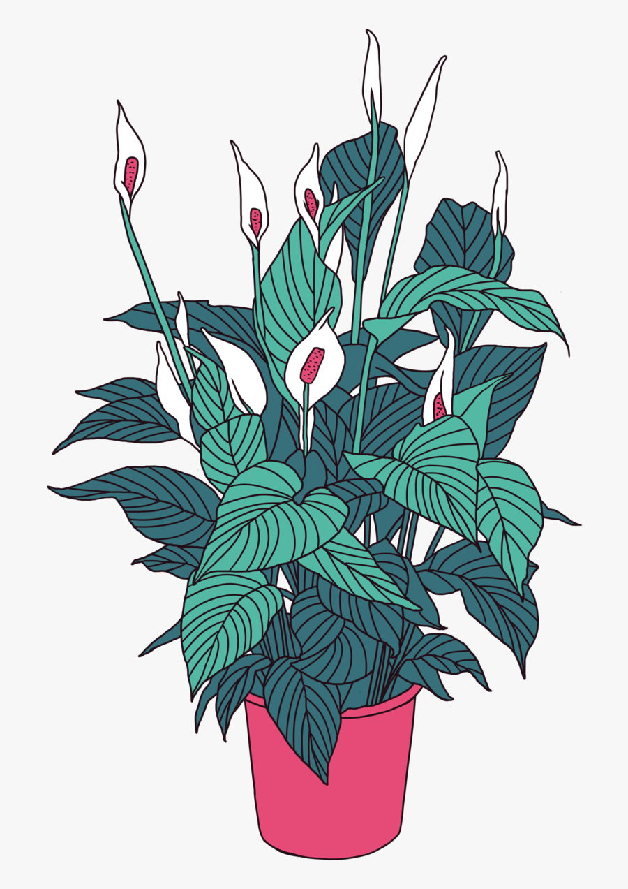 Art, Artist, And Artsy Image - Anthurium, Transparent Clipart