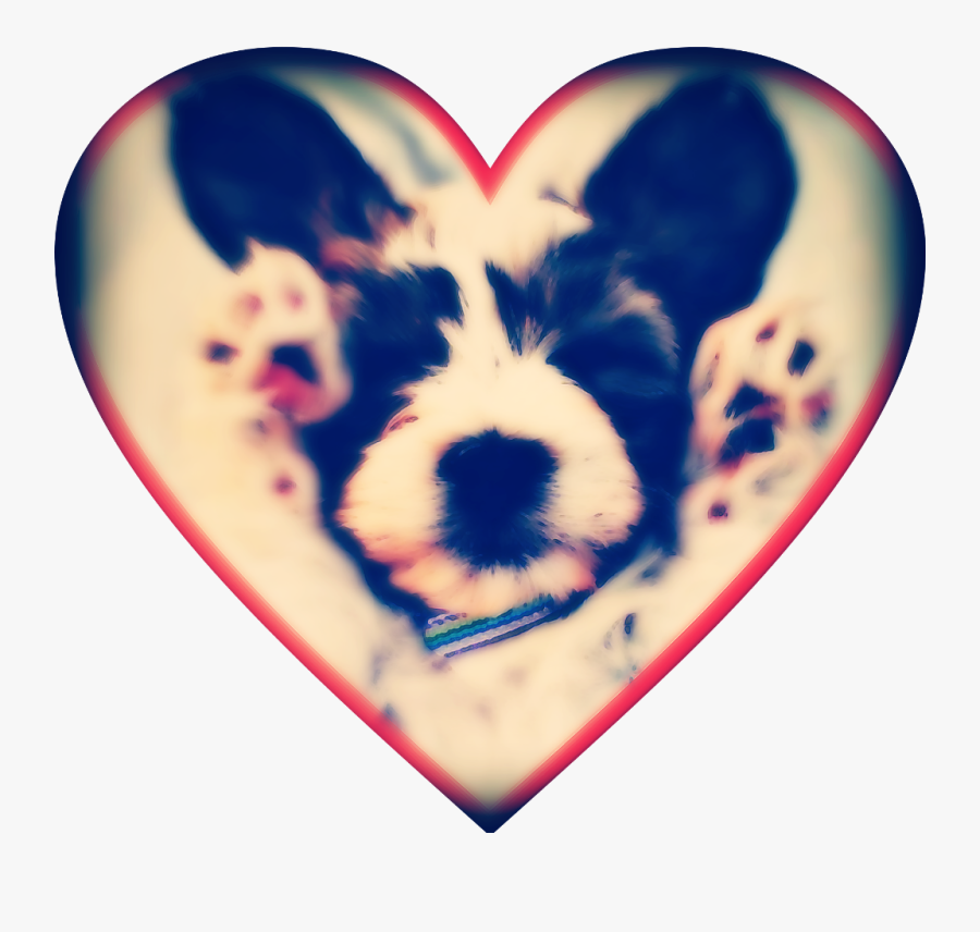 Dis Cute Non Freak Of Nature Dis Inncent Pure Sweet - Happy Birthday Dog Smile, Transparent Clipart