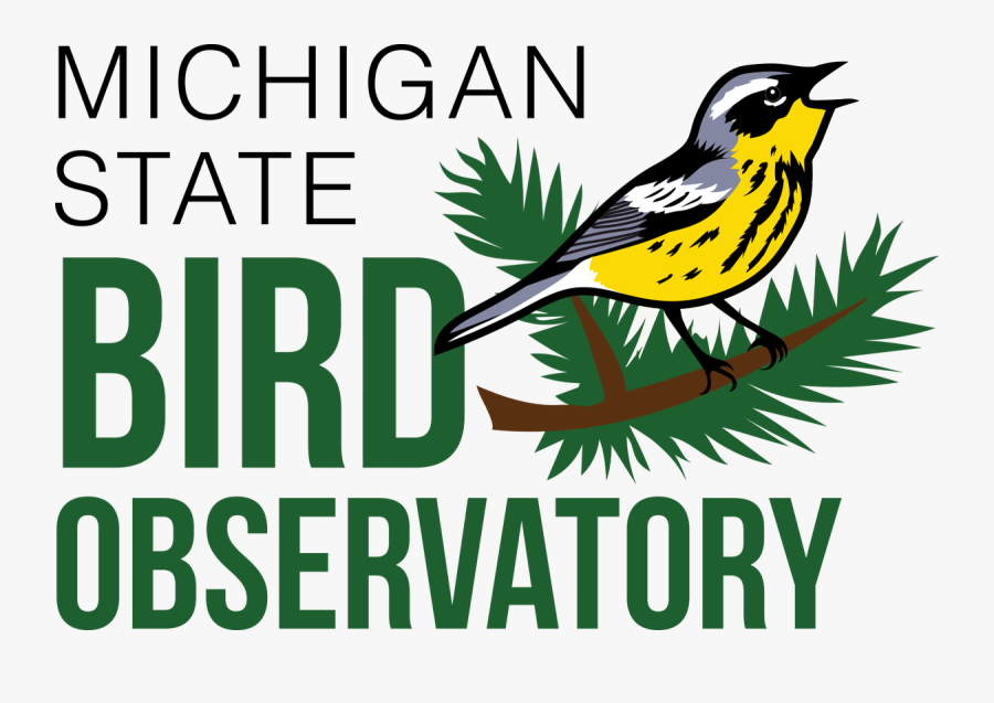 Magnolia Warbler, Transparent Clipart