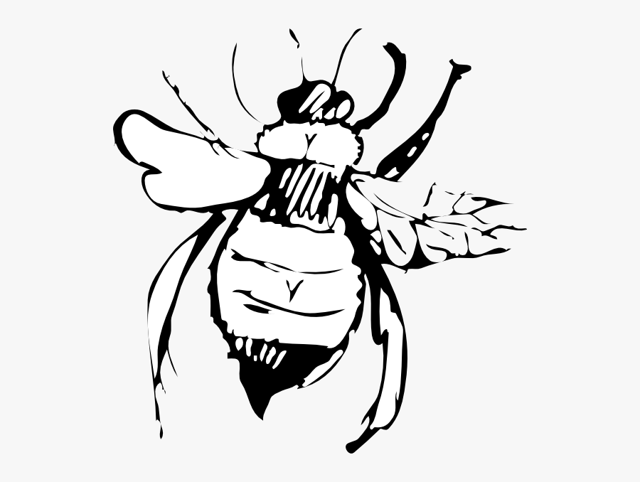 Clip Art, Transparent Clipart