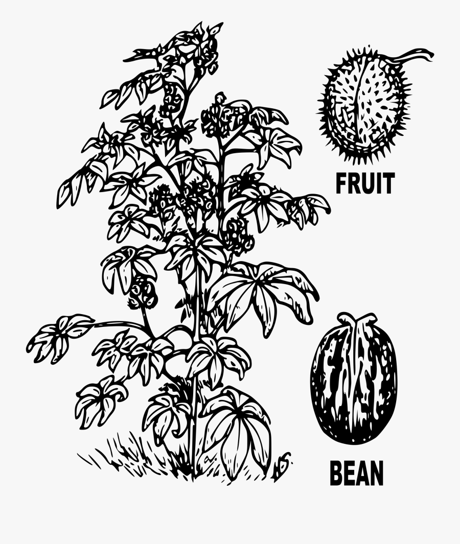 Transparent Fruit Tree Png - Drawing Of Castor Seed, Transparent Clipart