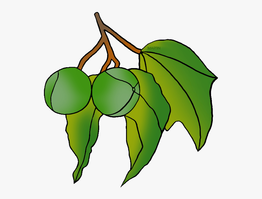 Candlenut - Candlenut Tree Gif, Transparent Clipart