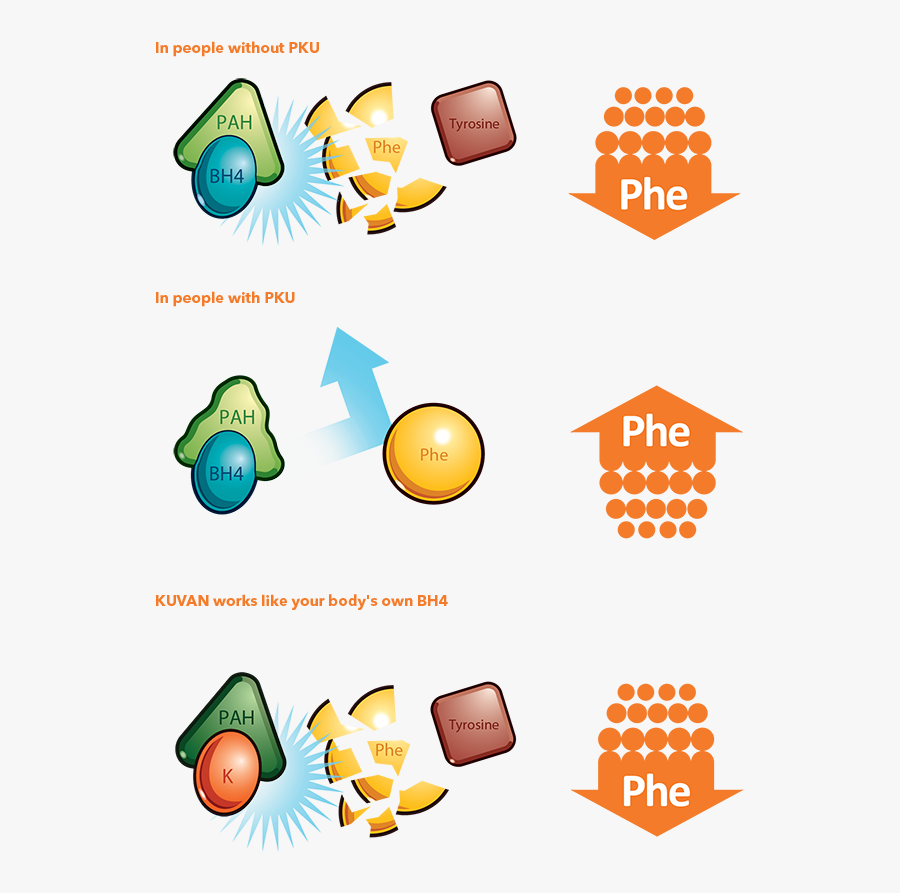 Phe Tyrosine Bv G - Sapropterin Pku, Transparent Clipart