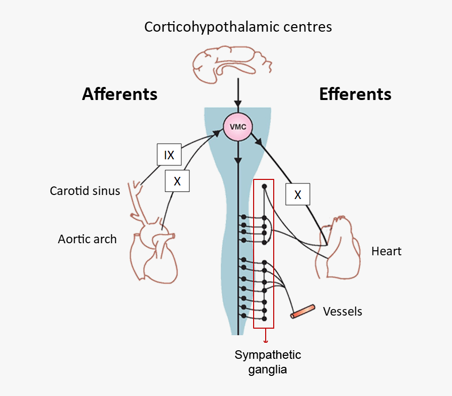 Arterial Baroreflex - Vasovagal Syncope, Transparent Clipart