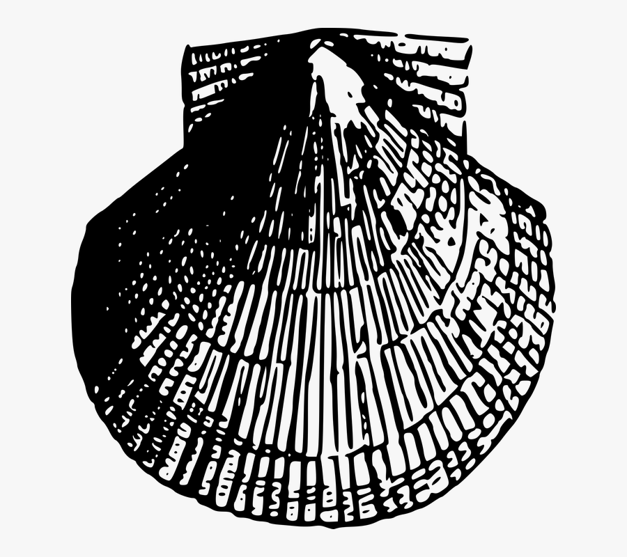 Beach, Sea, Seashell, Seaside, Shell - Png Sea Shell Icon, Transparent Clipart