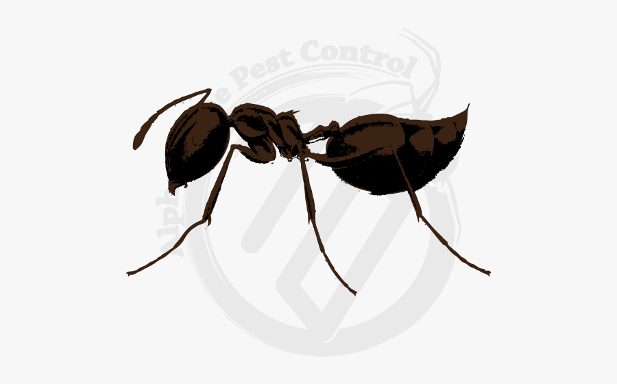 Illustration, Transparent Clipart