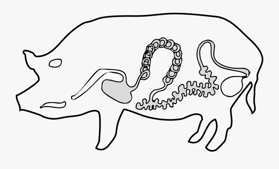 Drawing, Transparent Clipart