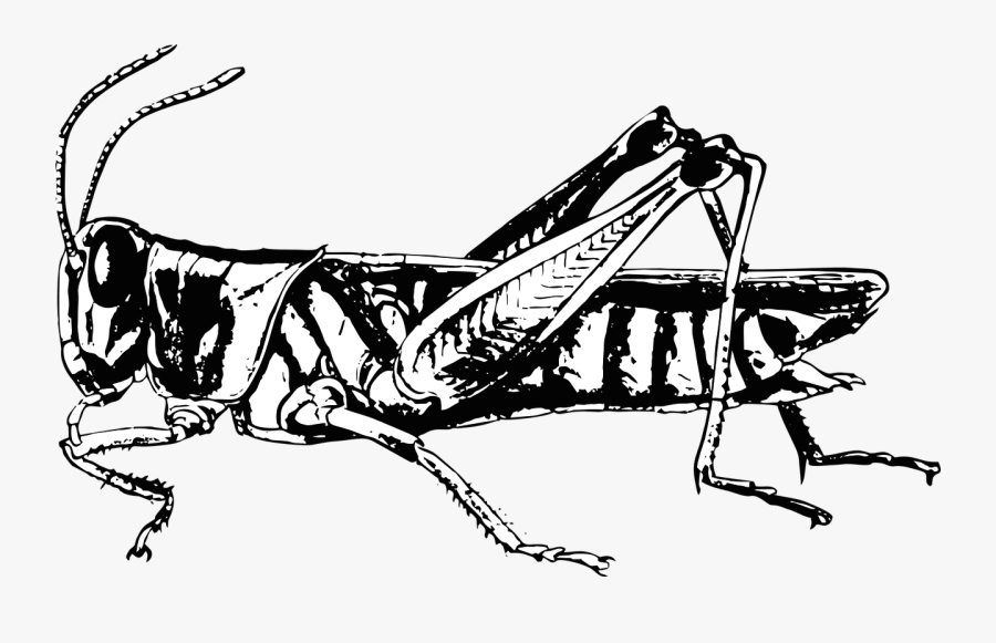 Grasshopper Bug Insect Free Picture - Pronotum Locust, Transparent Clipart