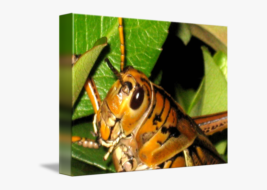 Transparent Locusts Clipart - Hornet, Transparent Clipart