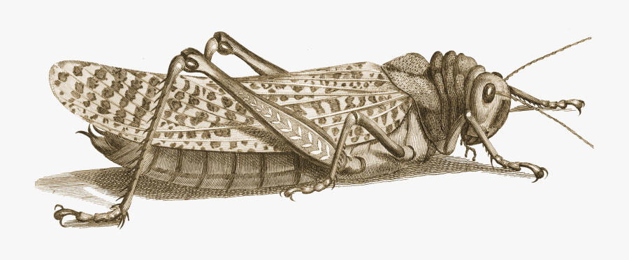 Illustration, Transparent Clipart