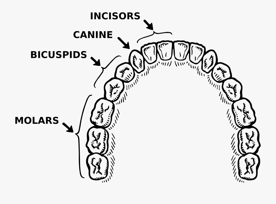Teeth Clip Arts - Teeth Parts Of Black And White, Transparent Clipart