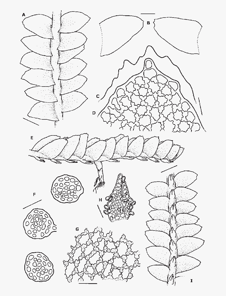 B - Leaves - C - Outline Of Leaf Apex, Showing Teeth - Line Art, Transparent Clipart