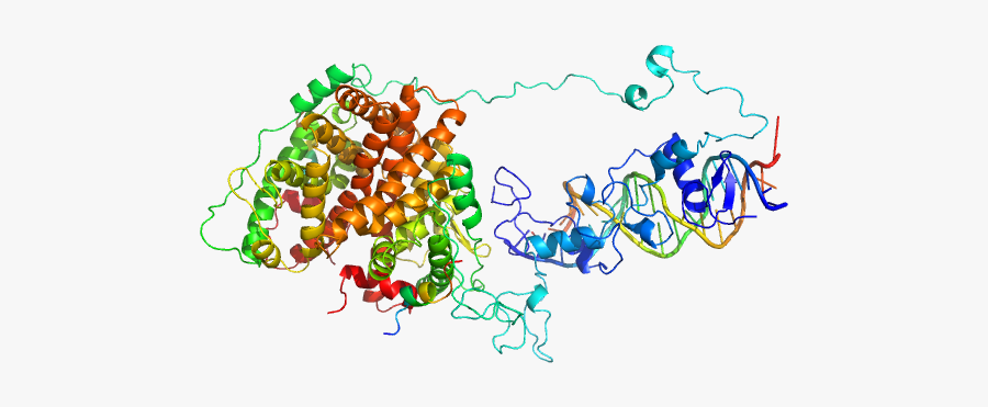 Estrogen Receptor Ere1 Ere2 Estradiol Hera Peptide1 - Illustration, Transparent Clipart