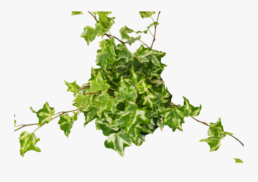 English Ivy "kolibre - English Ivy Transparent, Transparent Clipart