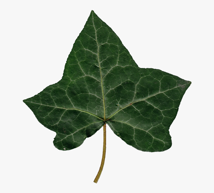 Transparent Ivy Png - Ivy Leaf Png, Transparent Clipart