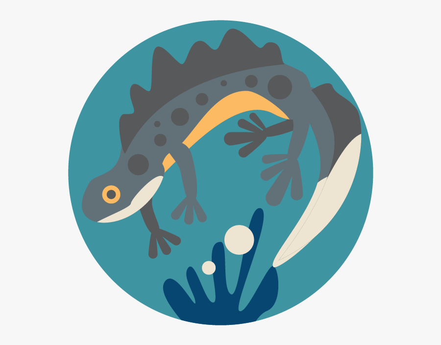 Great Crested Newt - Illustration, Transparent Clipart