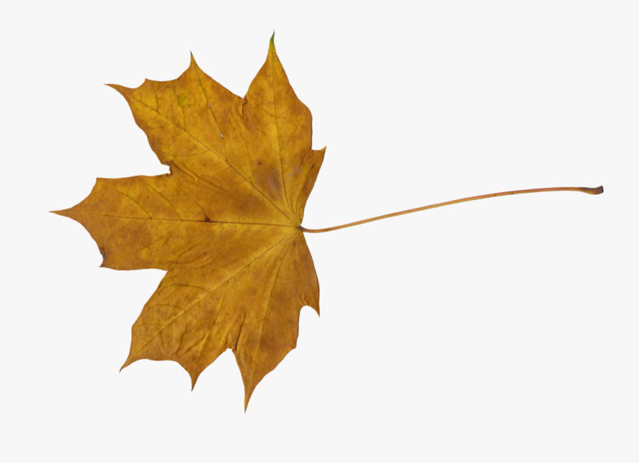 Dry Leaf Png - Transparent Dry Leaf Png, Transparent Clipart