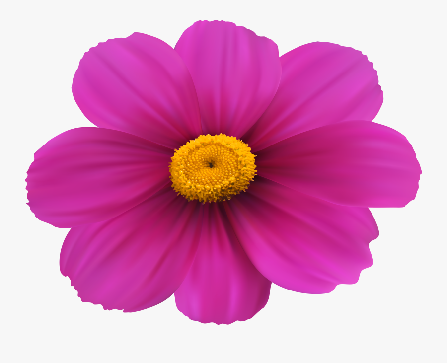 Flower Magenta Purple Clip, Transparent Clipart