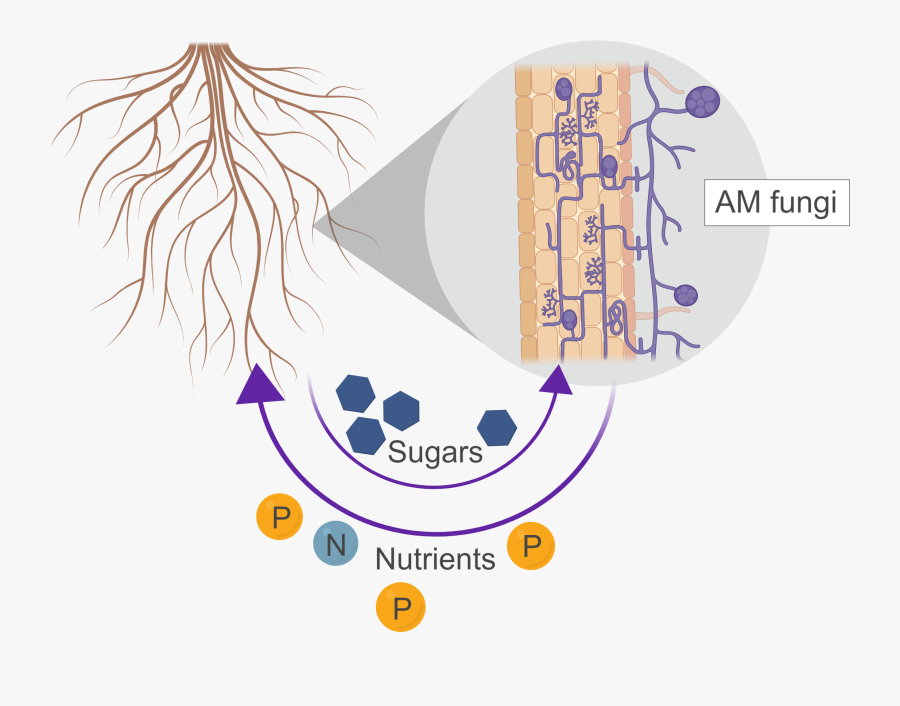 Graphic Design, Transparent Clipart