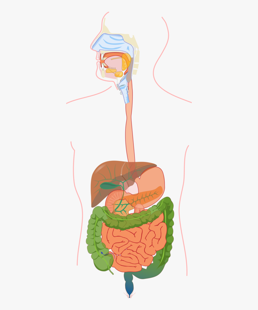 Digestive System Diagram Without Label, Transparent Clipart
