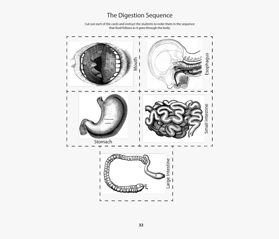 Digestive System Cut Outs, Transparent Clipart