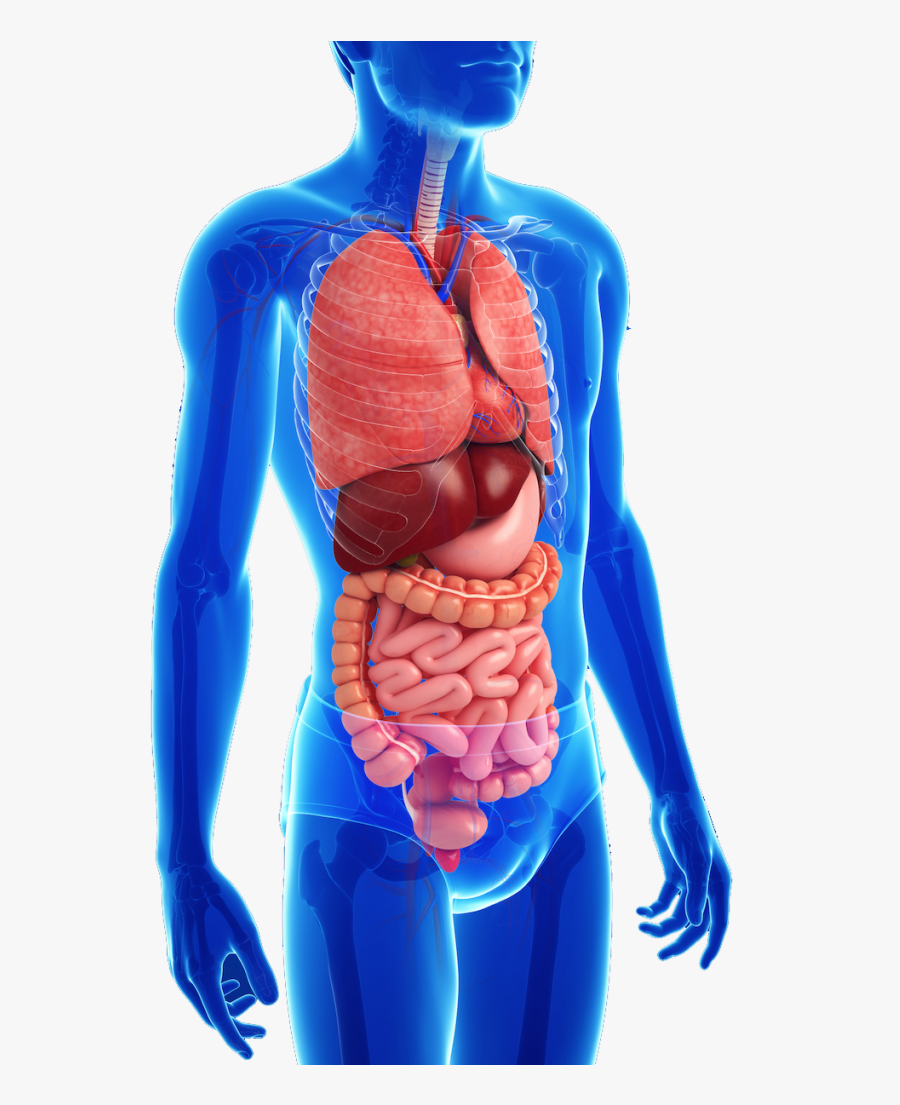 Человеческий организм в основном в. Внутренние органы человека. Внутренние органы человека для детей. Тело человека анатомия. Строение органов человека.