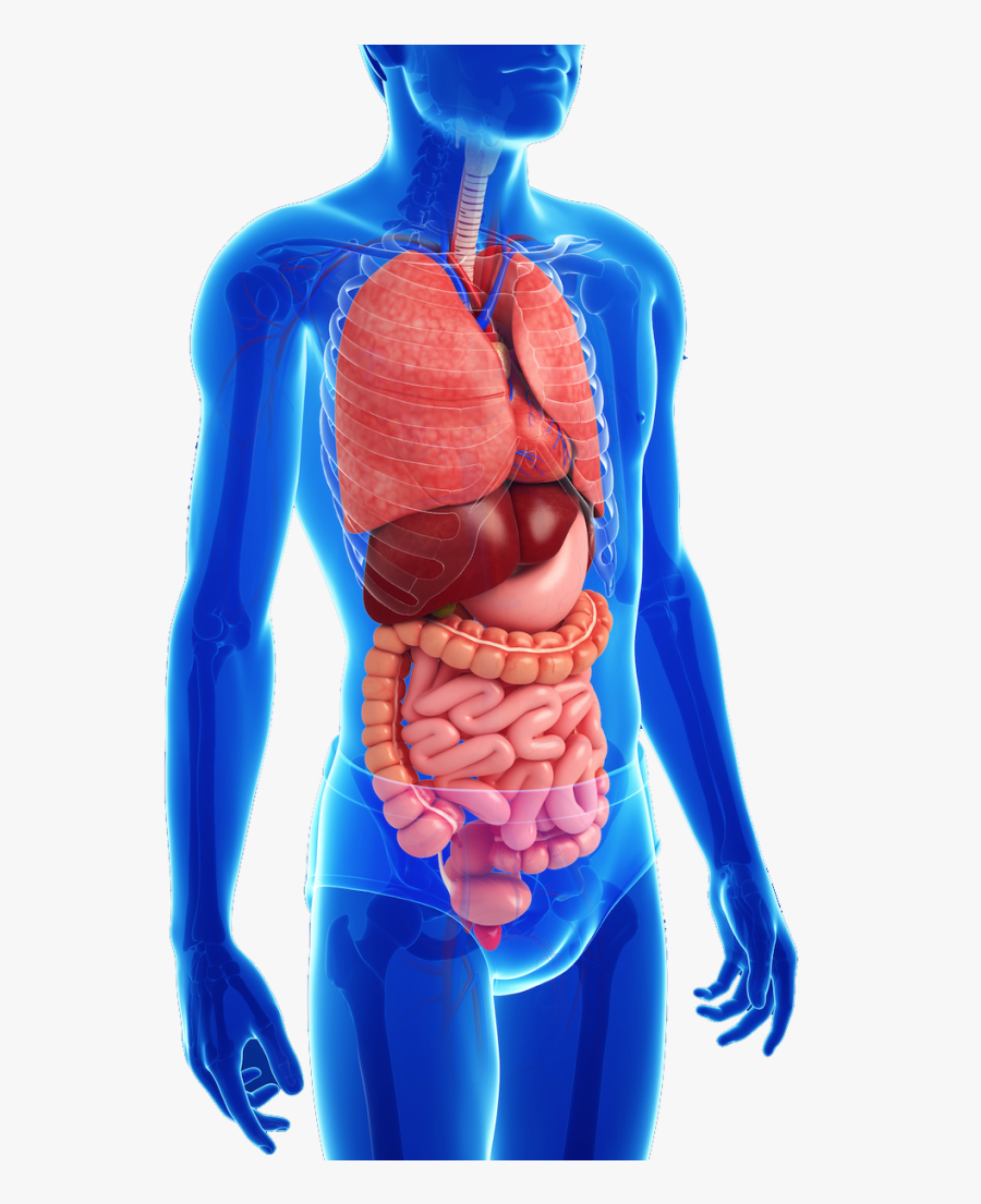 Transparent Mouth Clipart - Human Digestive System Png, Transparent Clipart