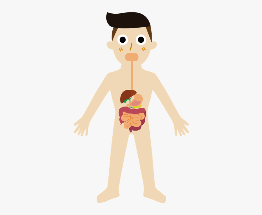 Digestive System Cartoon Png, Transparent Clipart
