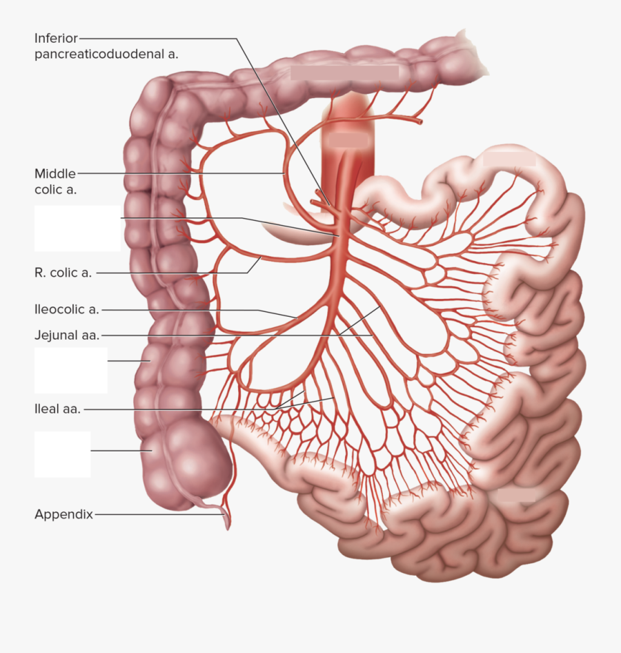 Superior Mesenteric Artery Pancreaticoduodenal, Transparent Clipart