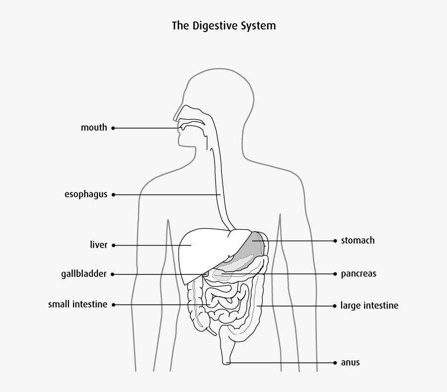 Anatomy And Physiology Of - Anatomy And Physiology Colon, Transparent Clipart