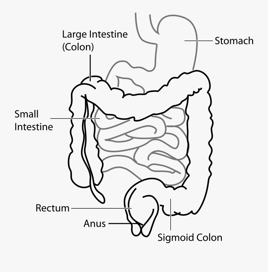 Diagram Digestive System Free Picture - Large Intestine And Small Intestine Diagram, Transparent Clipart