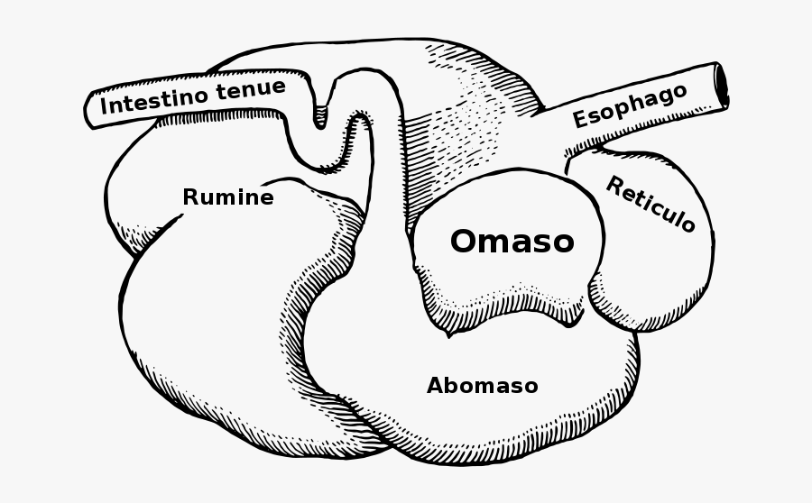 Difference Between Herbivores And Carnivores Digestive - Ruminant Digestive System, Transparent Clipart