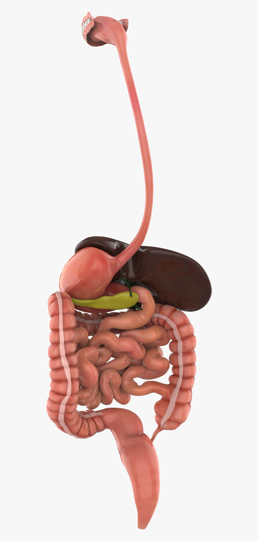 Illustration, Transparent Clipart