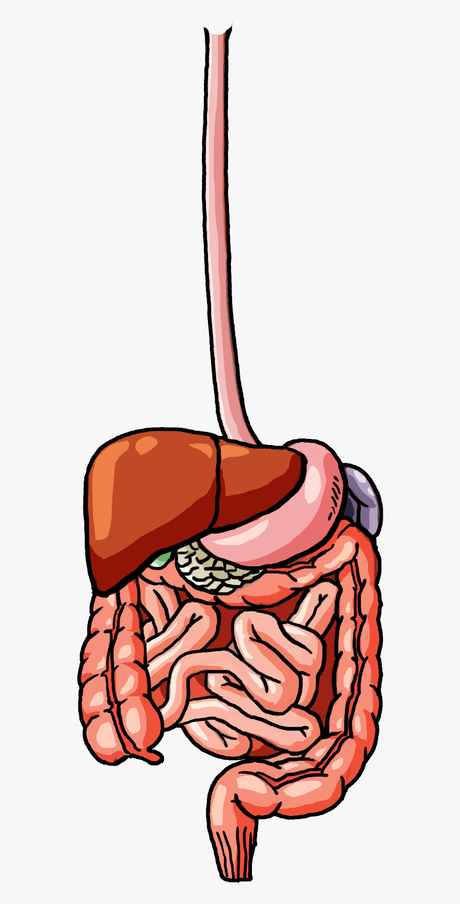 Illustration, Transparent Clipart