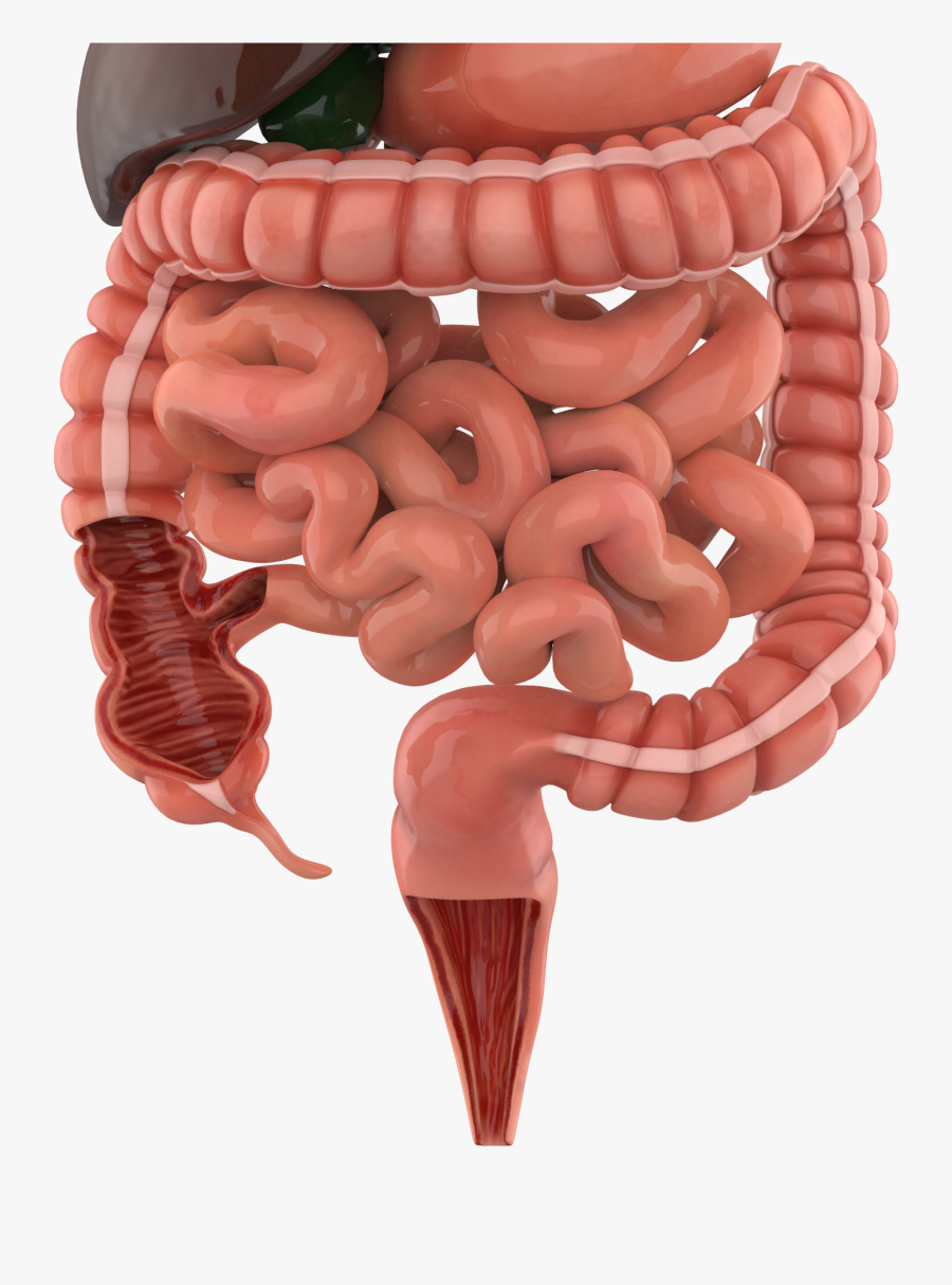 Digestive System Stomach Png, Transparent Clipart