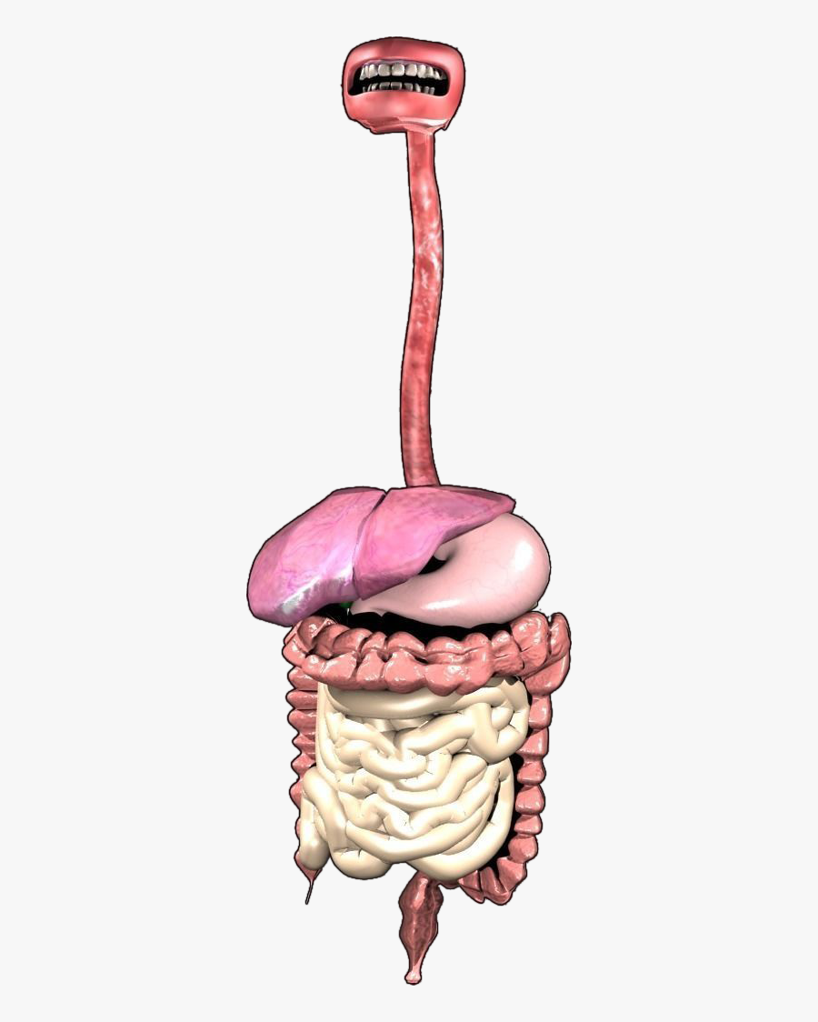 Digestive System Transparent, Transparent Clipart