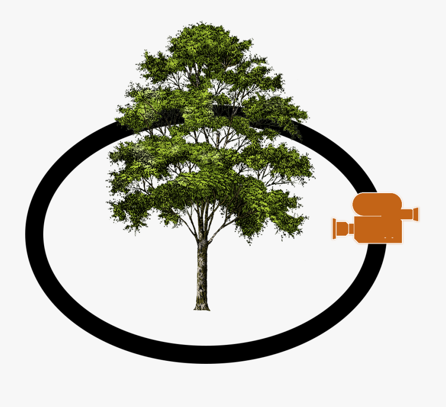 Rotationexample - Transparent Background Png File Png Tree, Transparent Clipart