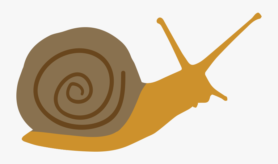 Lymnaeidae, Transparent Clipart