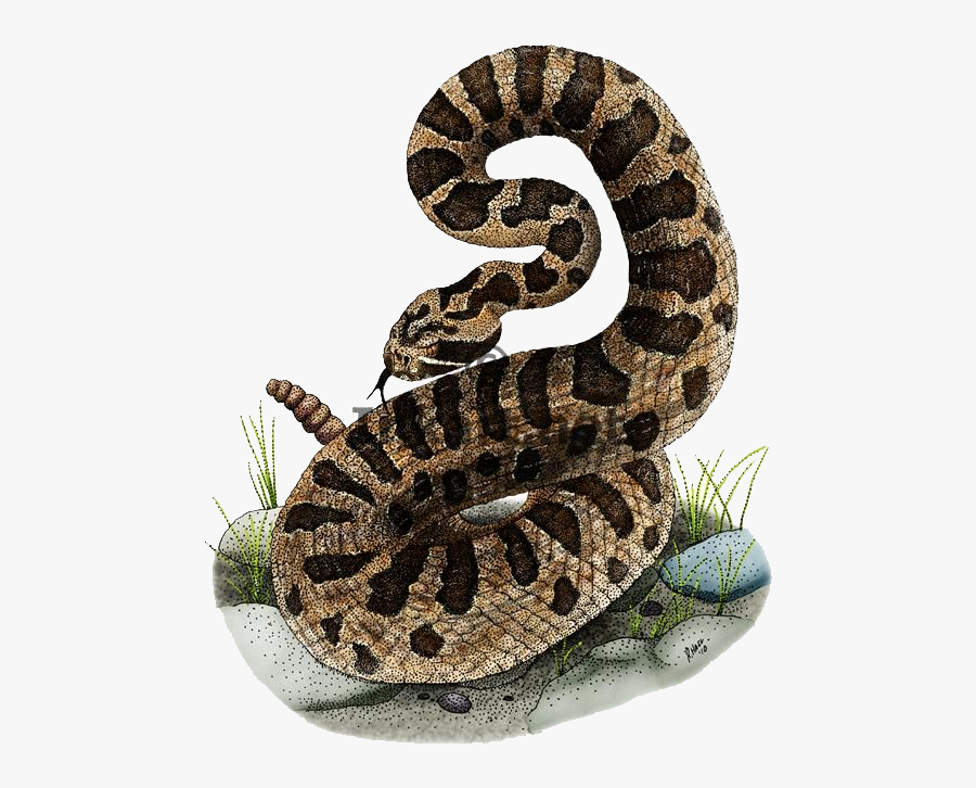 Rattlesnake Cartoon Snake Png - Eastern Massasauga Rattlesnake Color, Transparent Clipart