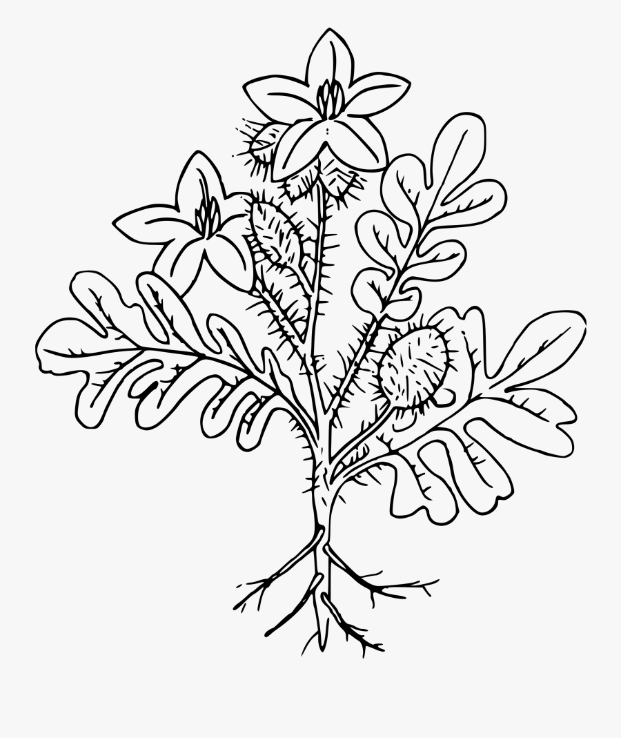 Buffalo Bur Clip Arts - Line Art, Transparent Clipart