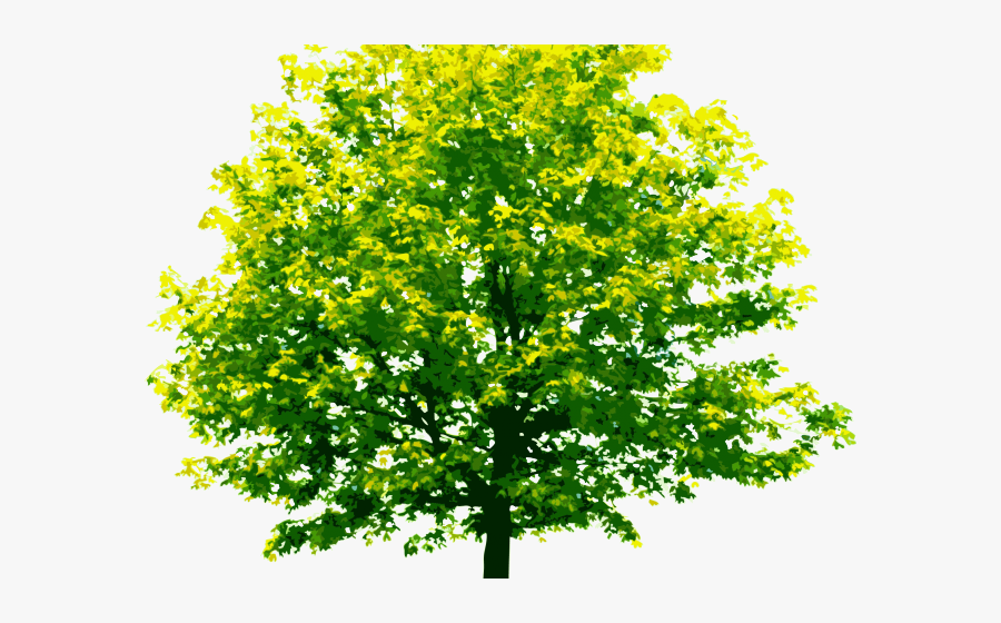 Green Tree Transparent Background, Transparent Clipart