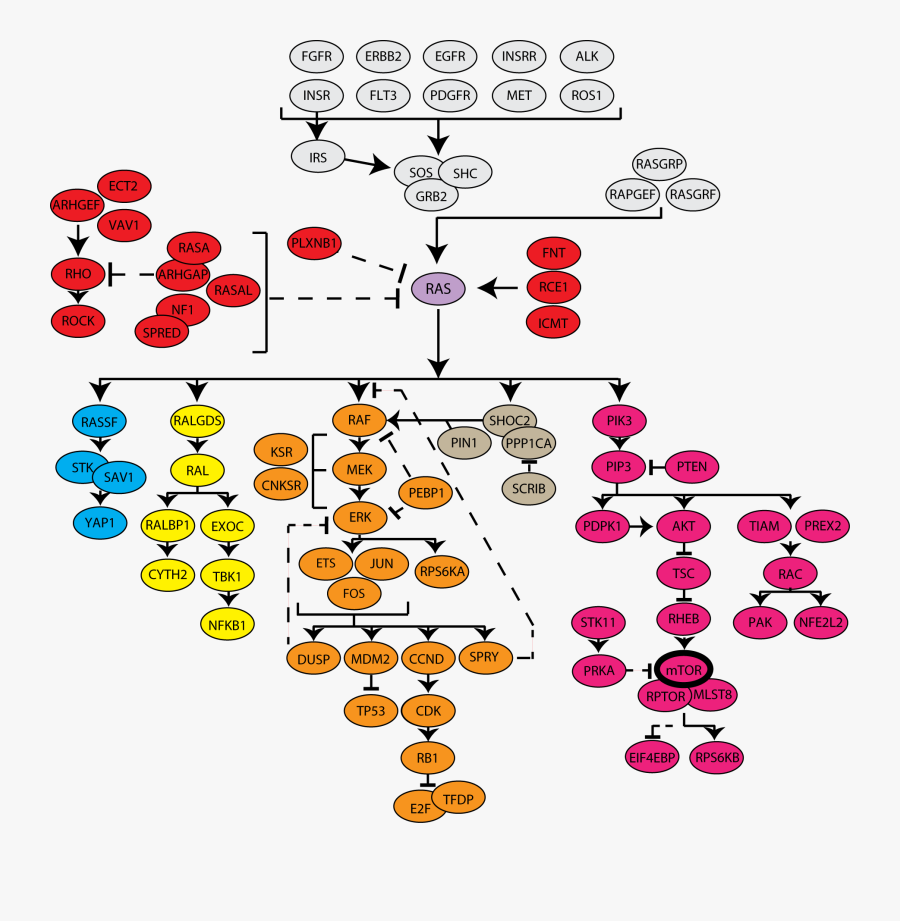 Addgene Ras Frederick National - Ras Pathway Cancer, Transparent Clipart