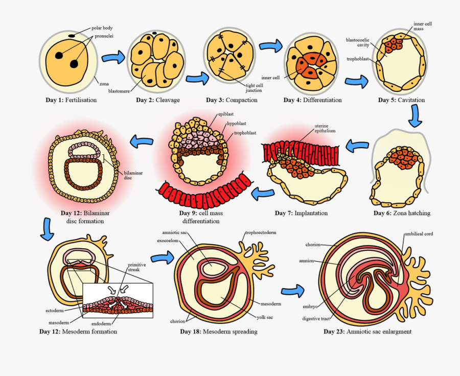 Picture - Human Embryogenesis, Transparent Clipart