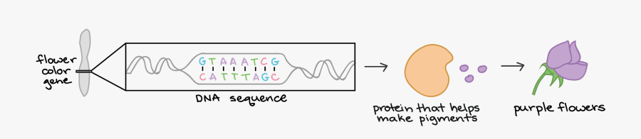 Central Dogma Of Molecular Biology, Transparent Clipart