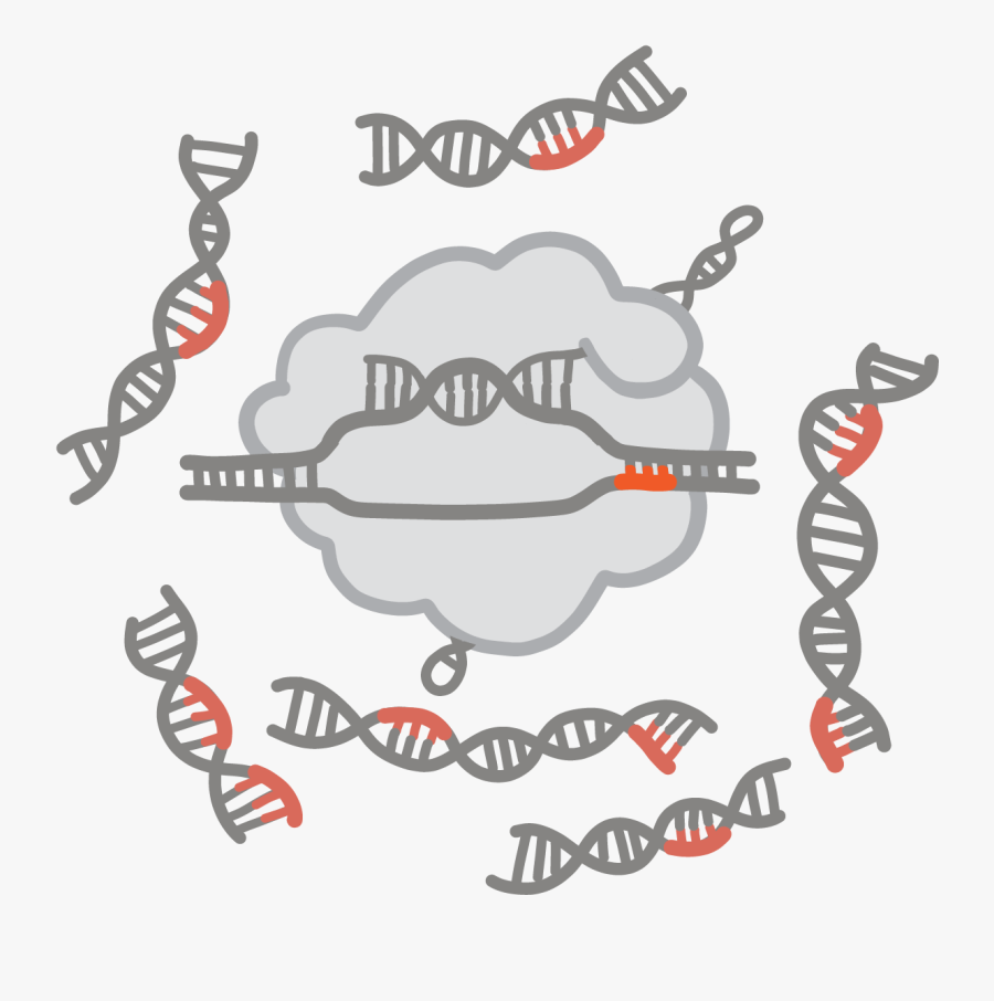 Image Of Red Pam Sequences On Dnas Targeted By Cas9, Transparent Clipart
