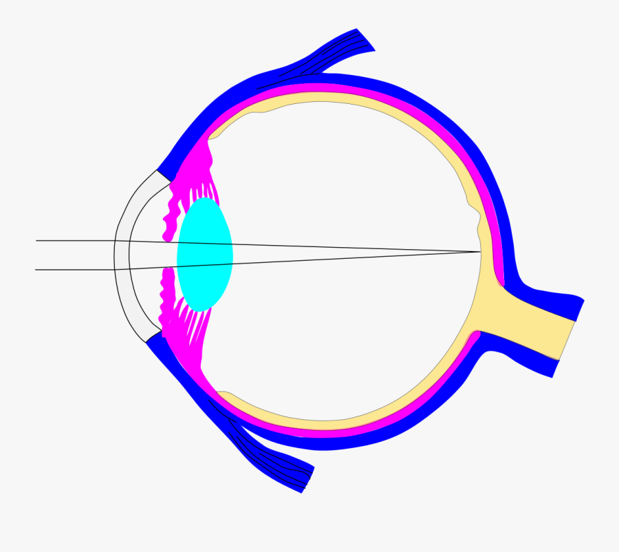Eye Lens Composition Basic, Transparent Clipart