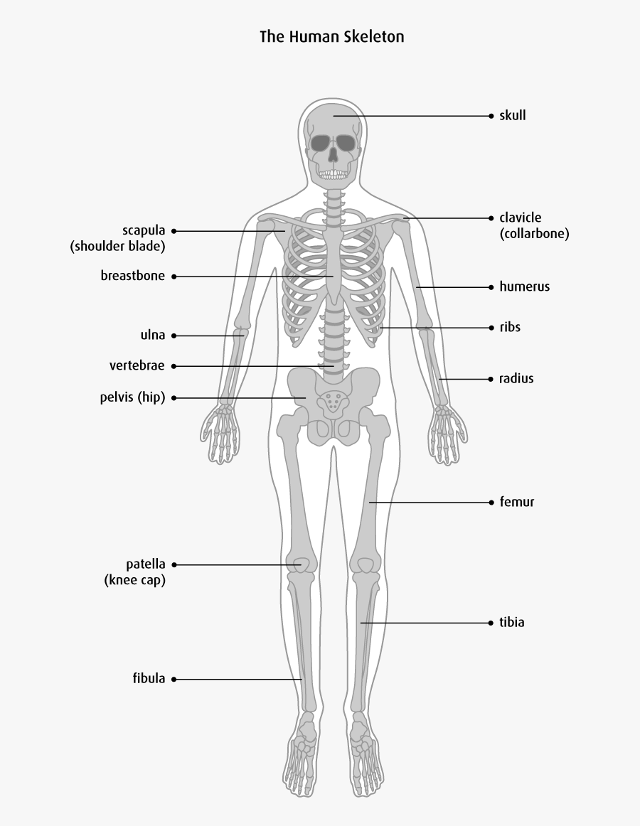 Clip Art The Bones Canadian Cancer - Bone Types Structure, Transparent Clipart