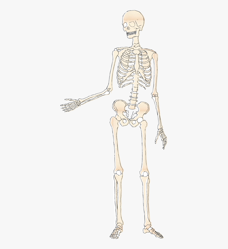 Bone, Transparent Clipart