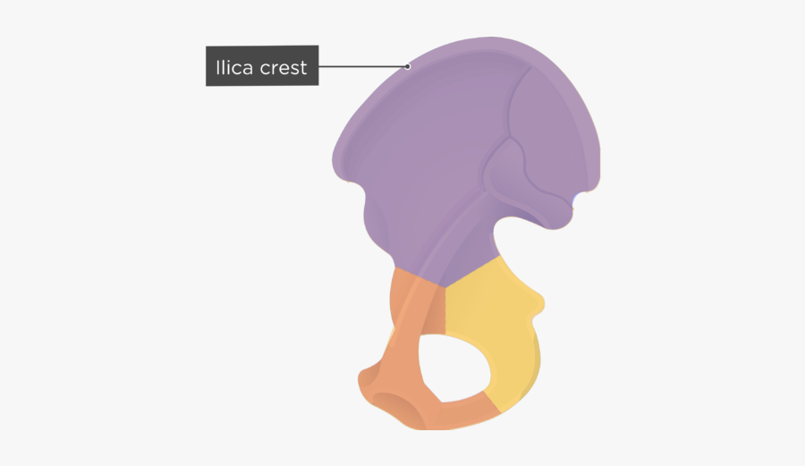 Iliac Crest - Hip Bone - Colored - Auricular Surface Hip Bone, Transparent Clipart