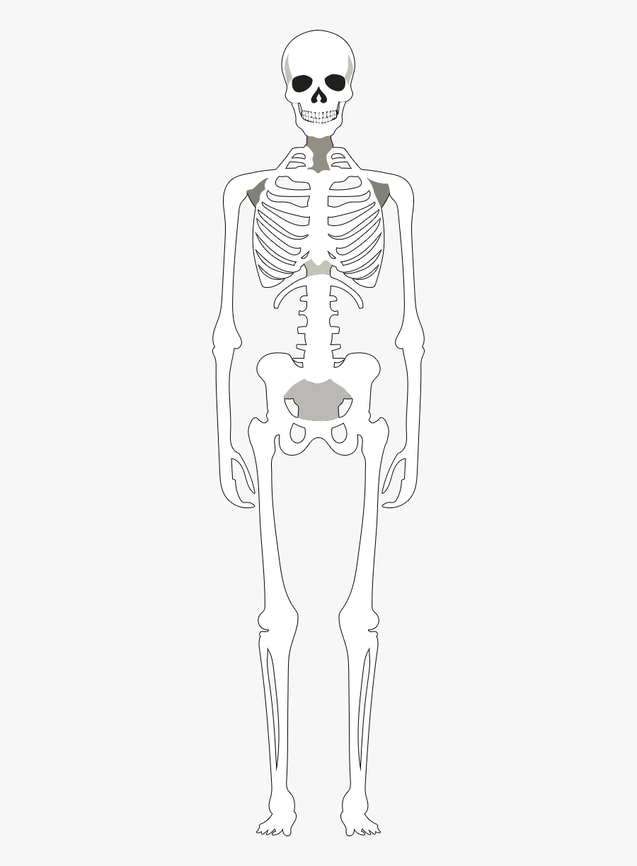 Skeleton, Transparent Clipart